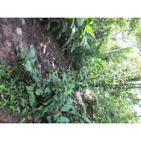 照片 巴拿马(Panama) 巴斯蒂门托斯岛(Bastimentos) 2015-03 45
