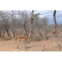 照片 南非(South Africa) 克鲁格国家公园(Kruger National Park) 鳄鱼河公路(Crocodile River road) 2008-09 20