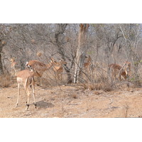 照片 南非(South Africa) 克鲁格国家公园(Kruger National Park) 鳄鱼河公路(Crocodile River road) 2008-09 13