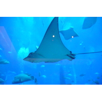 照片 阿联酋(United Arab Emirates) 迪拜(Dubai) 迪拜水世界(Dubai Aquaventure) 2009-01 58