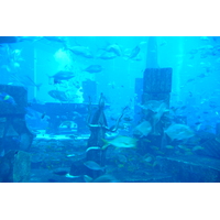 照片 阿联酋(United Arab Emirates) 迪拜(Dubai) 迪拜水世界(Dubai Aquaventure) 2009-01 57