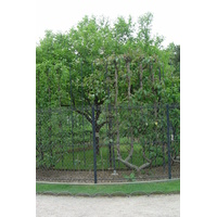 照片 法国(France) 巴黎(Paris) 卢森堡公园(Luxembourg Garden) 2007-04 210