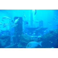 照片 阿联酋(United Arab Emirates) 迪拜(Dubai) 迪拜水世界(Dubai Aquaventure) 2009-01 129