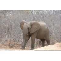 照片 南非(South Africa) 克鲁格国家公园(Kruger National Park) 萨布尔河(Sable River) 2008-09 22