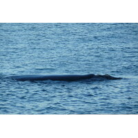 照片 南非(South Africa) 赫曼努斯(Harmanus) 2008-09 214