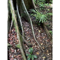 照片 新加坡(Singapore) 新加坡植物园(Singapore Botanic Gardens) 2023-01 117