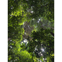 照片 新加坡(Singapore) 新加坡植物园(Singapore Botanic Gardens) 2023-01 102