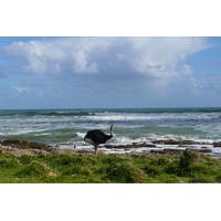 照片 南非(South Africa) 好望角(Cape of Good Hope) 开普角(Cape Point) 2008-09 58