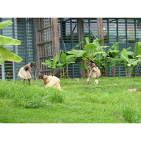 照片 新喀里多尼亚(New Caledonia) 吉巴欧文化中心(Tjibaou Cultural Centre) 2010-05 2