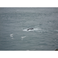 照片 英国(United Kingdom) 彭布罗克郡(Pembrokeshire) 马丁斯黑文(Martins Havens) 2006-05 20