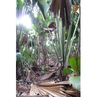 照片 塞舌尔(Seychelles) 五月谷(Vallee de Mai) 2011-10 52