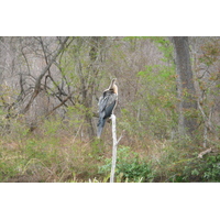 照片 南非(South Africa) 克鲁格国家公园(Kruger National Park) 萨布尔河(Sable River) 2008-09 49