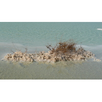 照片 以色列(Israel) 埃因博克(Boqeq) 2007-06 103