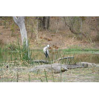 照片 南非(South Africa) 克鲁格国家公园(Kruger National Park) 萨布尔河(Sable River) 2008-09 44