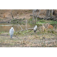 照片 南非(South Africa) 克鲁格国家公园(Kruger National Park) 萨布尔河(Sable River) 2008-09 32