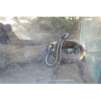 照片 泰国(Thailand) 清迈(Chiang Mai) 湄沙蛇园(Mae Sa Snake Farm) 2010-12 32
