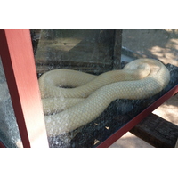 照片 泰国(Thailand) 清迈(Chiang Mai) 湄沙蛇园(Mae Sa Snake Farm) 2010-12 11