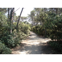 照片 法国(France) 波克罗勒岛(Porquerolles Island) 2006-06 1