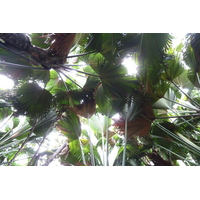 照片 塞舌尔(Seychelles) 五月谷(Vallee de Mai) 2011-10 69