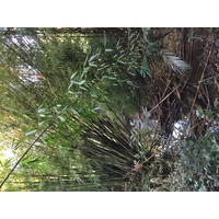 照片 泰国(Thailand) 普欣隆卡国家公园(Phu Hin Rong Kla National Park) 2014-12 223