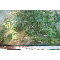 照片 泰国(Thailand) 清迈(Chiang Mai) 湄沙蛇园(Mae Sa Snake Farm) 2010-12 22