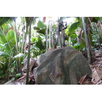 照片 塞舌尔(Seychelles) 五月谷(Vallee de Mai) 2011-10 30