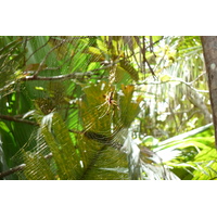 照片 塞舌尔(Seychelles) 五月谷(Vallee de Mai) 2011-10 70