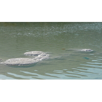 照片 以色列(Israel) 埃因博克(Boqeq) 2007-06 79
