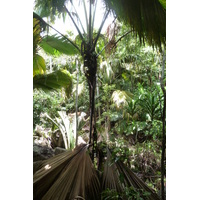 照片 塞舌尔(Seychelles) 五月谷(Vallee de Mai) 2011-10 6