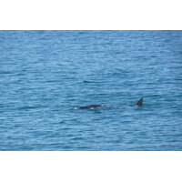 照片 南非(South Africa) 赫曼努斯(Harmanus) 2008-09 55