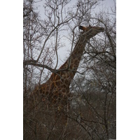 照片 南非(South Africa) 克鲁格国家公园(Kruger National Park) 萨布尔河(Sable River) 2008-09 33