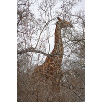 照片 南非(South Africa) 克鲁格国家公园(Kruger National Park) 萨布尔河(Sable River) 2008-09 34