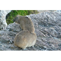 照片 南非(South Africa) 赫曼努斯(Harmanus) 2008-09 5