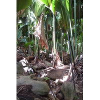 照片 塞舌尔(Seychelles) 五月谷(Vallee de Mai) 2011-10 3