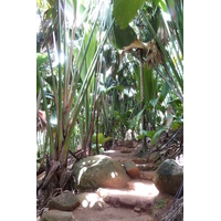 照片 塞舌尔(Seychelles) 五月谷(Vallee de Mai) 2011-10 5