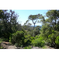 照片 法国(France) 波克罗勒岛(Porquerolles Island) 勒坎角(Pointe du Lequin) 2008-05 30