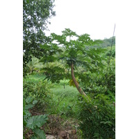 照片 塞舌尔(Seychelles) 拉迪格岛(La Digue) 2011-10 74