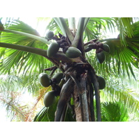 照片 塞舌尔(Seychelles) 2011-10 186