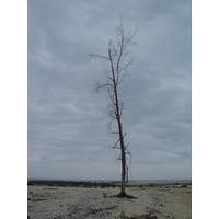 照片 泰国(Thailand) 考拉(Khao Lak) 2005-12 51