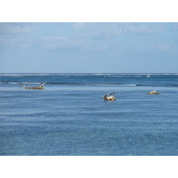 照片 斐济(Fiji) 斐济香格里拉度假酒店(Shangri La Fijian Resort) 2010-05 22