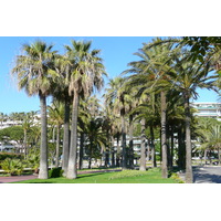 照片 法国(France) 戛纳(Cannes) 皮埃尔·康托港(Port Pierre Canto) 2008-05 16
