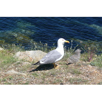 照片 法国(France) 波克罗勒岛(Porquerolles Island) 阿利卡斯特尔海滩(Alycastre beach) 2008-05 15