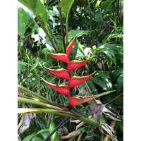 照片 瓜德罗普(Guadeloupe) 大苏弗里耶尔火山(La Grande Soufriere) 2021-02 74