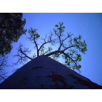 照片 马达加斯加(Madagascar) 穆龙达瓦(Morondava) 1999-10 4