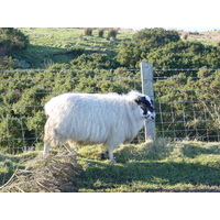 照片 北爱尔兰(North Ireland) 安特里姆海岸(Antrim coast) 2001-02 2
