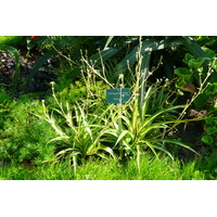 照片 法国(France) 巴黎(Paris) 巴黎植物园(Jardin des Plantes) 2007-08 225