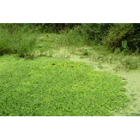 照片 塞舌尔(Seychelles) 拉迪格岛(La Digue) 2011-10 179