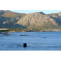 照片 南非(South Africa) 赫曼努斯(Harmanus) 2008-09 160