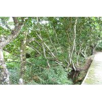 照片 塞舌尔(Seychelles) 拉迪格岛(La Digue) 2011-10 92