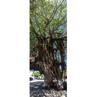 照片 哥斯达黎加(Costa Rica) 蓬塔雷纳斯(Puntarenas) 2015-03 7